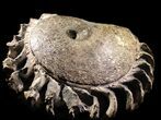 Placenticeras Ammonite With Phragmocone #31430-2